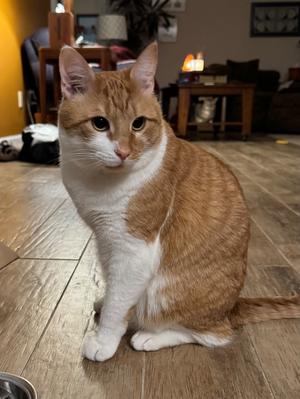 Colby, adult, available for adoption