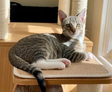 Marni, adult, available for adoption