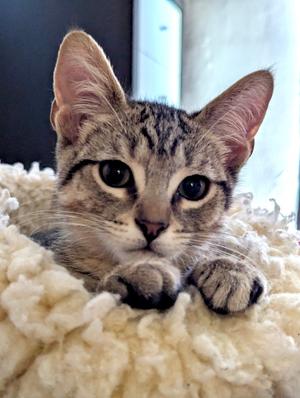 Albert, kitten, available for adoption