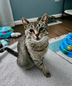 Millie, young, available for adoption