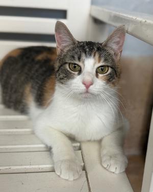 Maeve, young, available for adoption