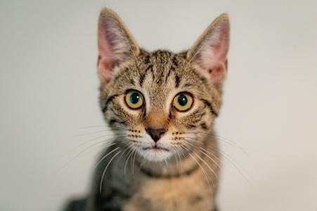 Betty, young, available for adoption
