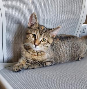 Bonkers, adult, available for adoption