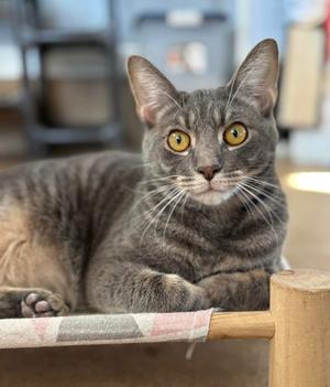 Dallas, adult, available for adoption