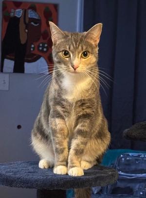 Eloise, adult, available for adoption