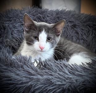 Hicks, kitten, available for adoption