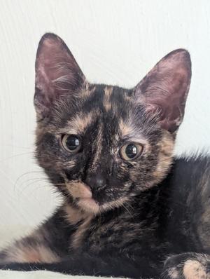 Cosmic, kitten, available for adoption