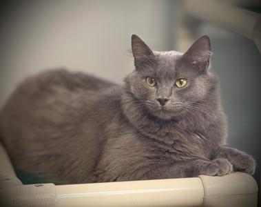 Caius, young, available for adoption