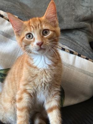 Jones, kitten, available for adoption