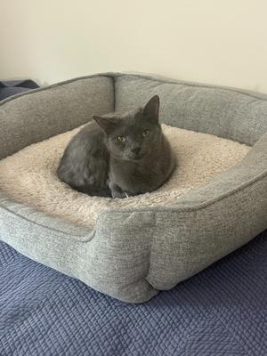 Fiddles, senior, available for adoption