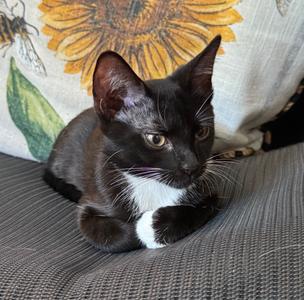 Enoki, young, available for adoption