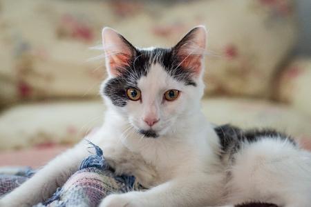 A black and white cat with orange eyes lying on a patterned blanket.