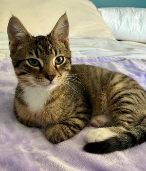 Big Boi, kitten, available for adoption
