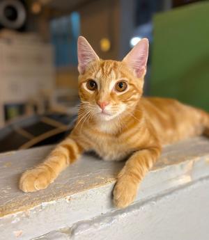 Jace, kitten, available for adoption
