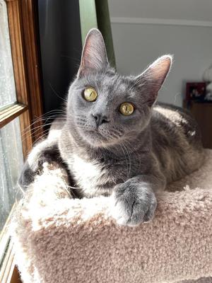 Lizzy, adult, available for adoption