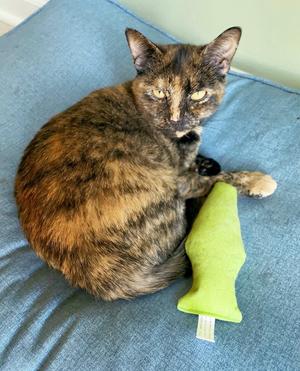 Calista, adult, available for adoption