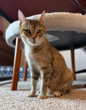 Jocelyn, young, available for adoption