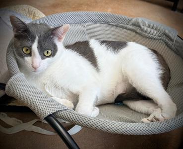 Mouse, young, available for adoption