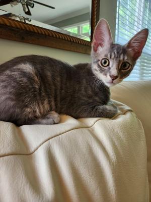 Austin, adult, available for adoption