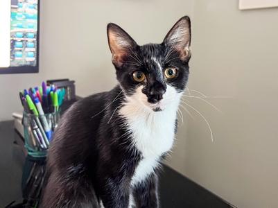 Feyre, available for adoption