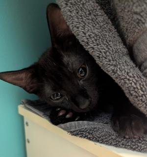 Fuji, kitten, available for adoption