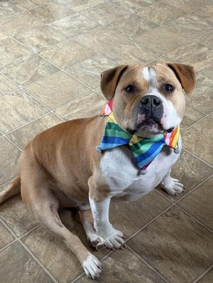 Hamish, English Bulldog / Mixed Breed, young, available for adoption