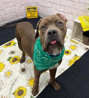 Parker, Mastiff / Mixed Breed, young, available for adoption