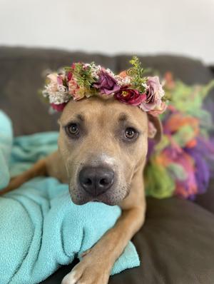 Brandy, Staffordshire Bull Terrier / Mixed Breed, young, available for adoption