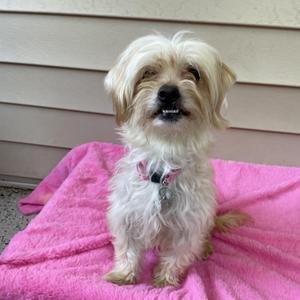 A small, fluffy white dog with long hair sitting on a pink blanket.
