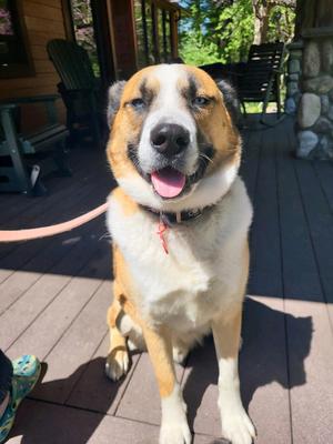 Deuce, Siberian Husky / Boxer, senior, available for adoption