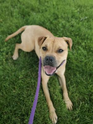A tan dog wearing a purple leash standing on green grass, looking at the camera with its mouth open.