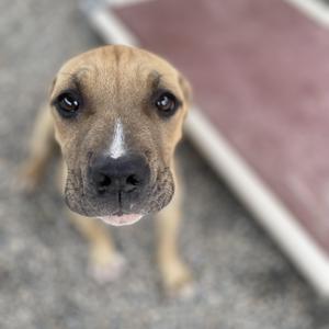 A close-up of a brown puppy with a white patch on its nose, looking directly at the camera.