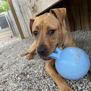 Ducky, Pit Bull Terrier / Mixed Breed, puppy, available for adoption