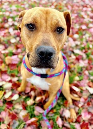 Ducky, Pit Bull Terrier / Mixed Breed, young, available for adoption