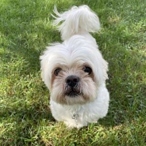 Pongo, Shih Tzu / Mixed Breed, senior, available for adoption
