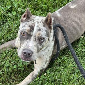 Lilah, Mixed Breed, puppy, available for adoption