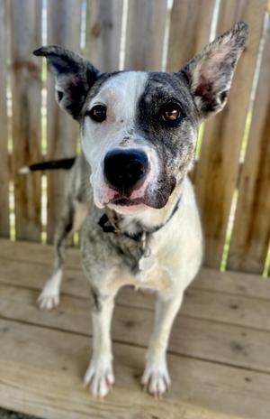 Edna, Husky / Mixed Breed, young, available for adoption