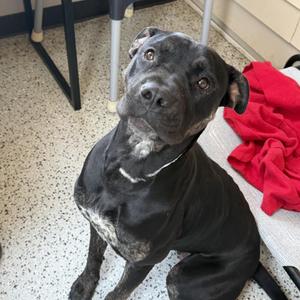Marcy, Mixed Breed, young, available for adoption