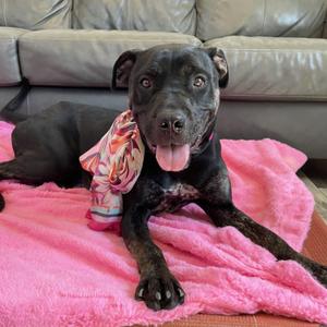 Marcy, Mixed Breed, young, available for adoption