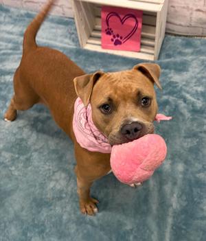 Brandy, Pit Bull Terrier / Mixed Breed, young, available for adoption