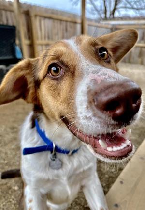 Alister, Australian Shepherd / Mixed Breed, young, available for adoption
