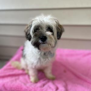 a small dog with fluffy white and brown fur sitting on a pink blanket