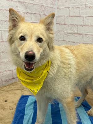 Jani, Collie / Mixed Breed, young, available for adoption