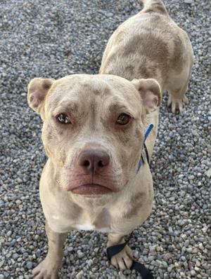 A light-colored dog with a blue collar standing on a gravel surface.