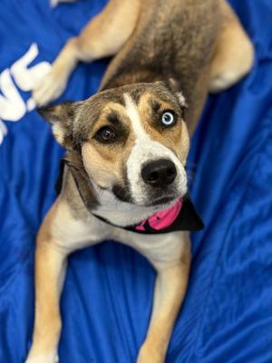 Cinnamon, Husky / Mixed Breed, young, available for adoption