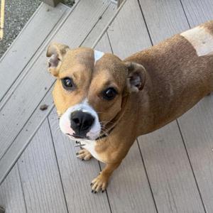 A brown and white dog standing on a wooden deck, looking up at the camera.