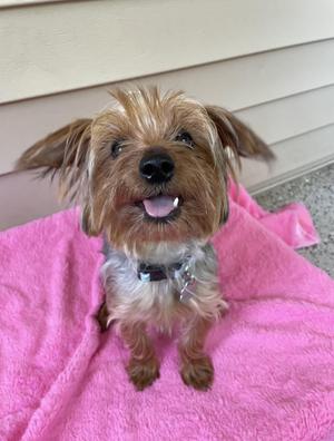 LIzzy, Yorkshire Terrier / Mixed Breed, young, available for adoption