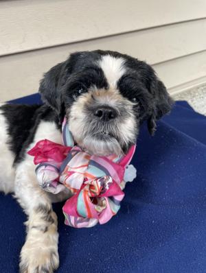 Bitsy, Shih Tzu / Mixed Breed, adult, available for adoption