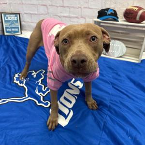 Honey, Pit Bull Terrier / Mixed Breed, puppy, available for adoption