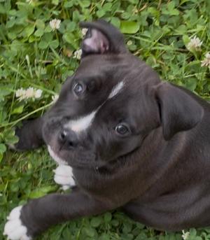 Felix, Pit Bull Terrier / Mixed Breed, puppy, available for adoption